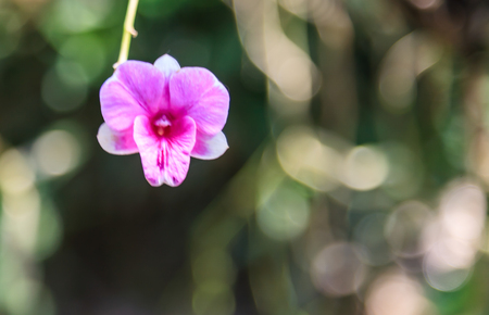 Beautiful purple orchid flowers and green leafs retro background. Fresh natural day light after raining in home garden front yardの写真素材