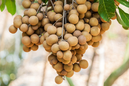 longan.fresh longan on the background Tasty longan fruit hanging on treeの写真素材