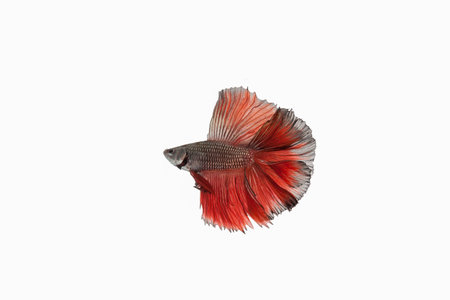 Siamese fighting fish half moon tail betta fighting fish in Thailand Isolated on white background.の写真素材