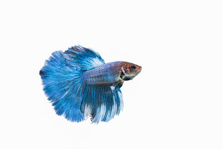 Siamese fighting fish half moon tail betta fighting fish in Thailand Isolated on white background.の写真素材