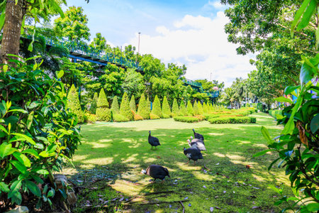 Pheasant in the public park at Chiang Rai province, Thailand.の写真素材