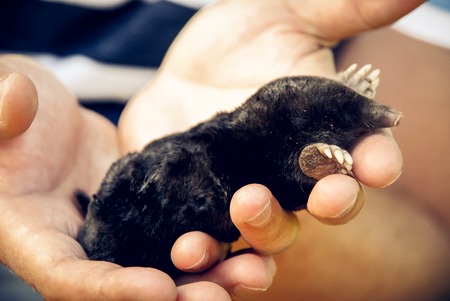 Man in hands holds a moleの写真素材
