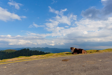 Cow near the road