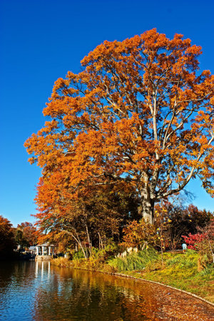 Fall tree