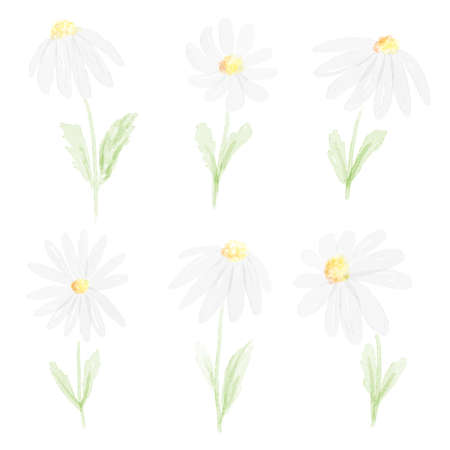 watercolor white daisy collection  on white background isolatedのイラスト素材