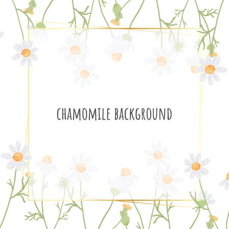 beautiful minimal white chamomile flower square gold frame background for logo or bannerのイラスト素材