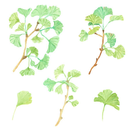 watercolor green ginkgo leaf branch collectionのイラスト素材