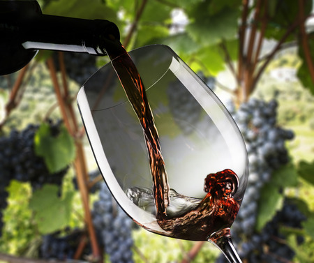 glass with red wine in a vineyardの写真素材