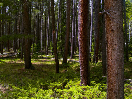 Wild Forest - Rocky Mountain National Park