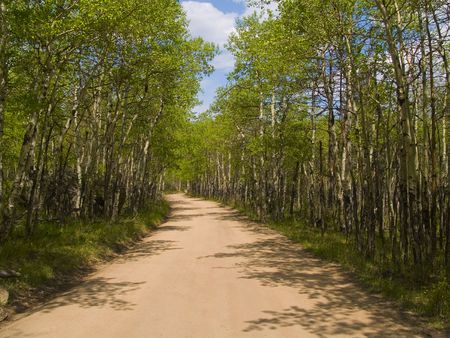 Shadows on a spring view of a road through an aspen grove in the Colorado Rockies.の写真素材