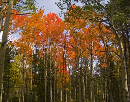 Aspen trees in vibrant neon oranges on a Colorado mountainside.の写真素材
