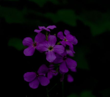 Purple wildflowers in the dark forest of the North woods of Minnesota.の写真素材
