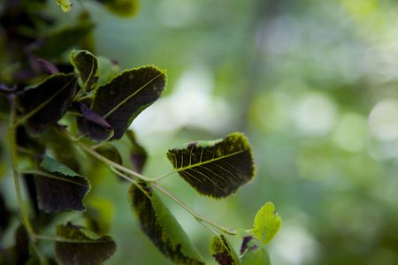 Black on green lives emerge from the forest の写真素材