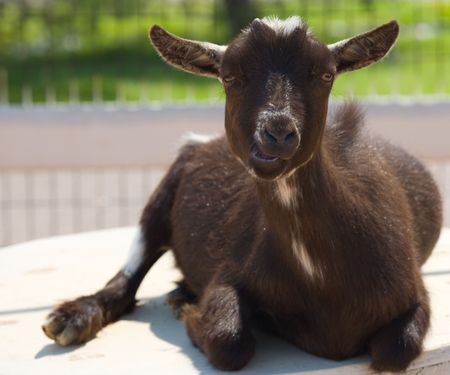 A goat chewing during his portrait on a summer afternoon.の写真素材