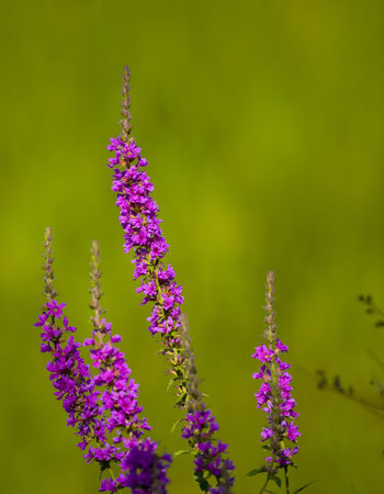 Purple wildflowers on a green background in a marsh in the north woods of Minnesota.