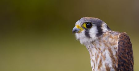 A portrait of a female American Kestrel (falco sparverius) (also known as the sparrow hawk) about to be released after being banded.の写真素材