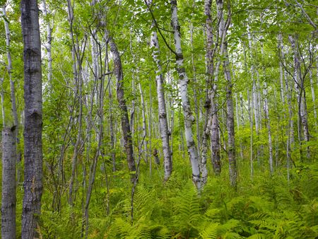 A lush birch stand in the north woods  of Minnesotaの写真素材