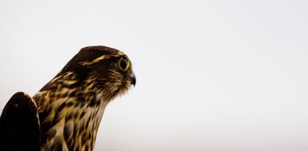 Merlin Falcon (falco columbarius - also known as the pigeon hawk) portrait taken while the bird is being readied for release at a banding station.の写真素材