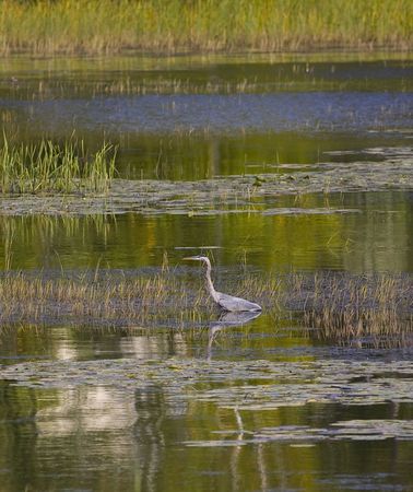 Great Blue Heron reflecting in the margins of the St. Louis river as it feeds into Lake Superior in Northern Minnesotaの写真素材