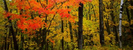 October panoramic image in the north woods of Minnesotaの写真素材