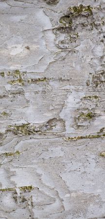Birch tree macro close up in an abstract close up backgroundの写真素材