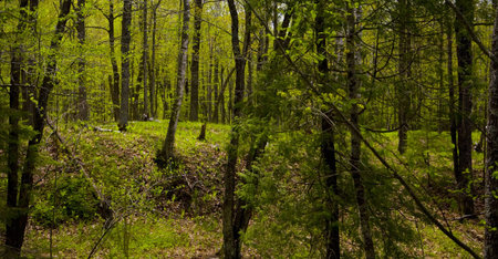 Deep in the spring time forest of the North woods of Minnesota
