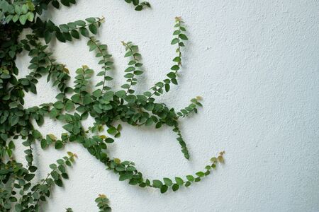 Green leaf with white wall outdoor background textureの写真素材
