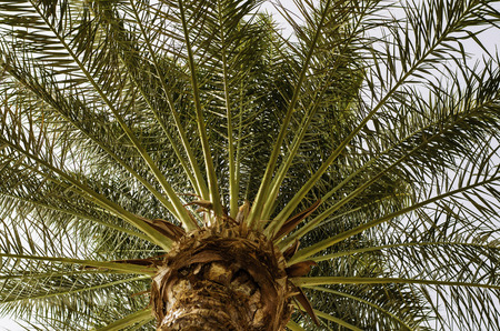 Palm tree in the sky. Hurghada. Egypt. Africa.の写真素材