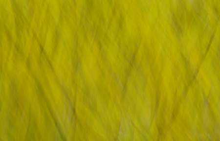 Yellow abstract blurred background autumn colors.の写真素材