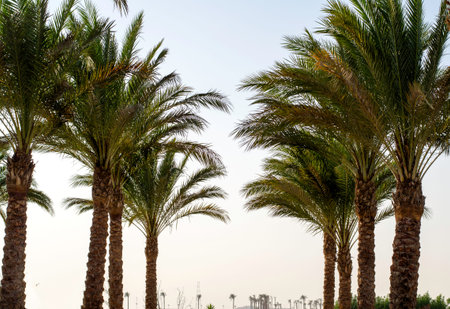 Palm trees against sky in desert. Close-up.