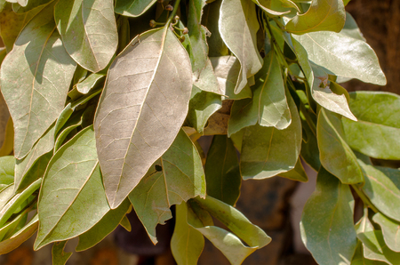 A bunch of dry bay leaf hanging in the market place. Horizontal.の写真素材