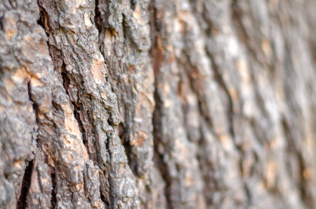 Wooden bark blured background. Horizontal texture.