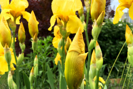 Yellow iris flowers. Close-up. Outdoors.の写真素材