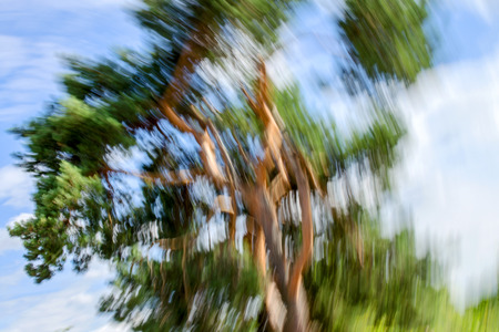 Blurred background of a tree deformed in a circular motion. Against a background of a blurry sky with clouds.の写真素材