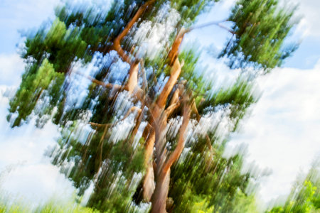 Blurred background of a tree deformed in a vertical motion. Against a background of a blurry sky with clouds.の写真素材