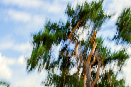 Blurred background of a tree deformed in a vertical motion. Against a background of a blurry sky with clouds.の写真素材