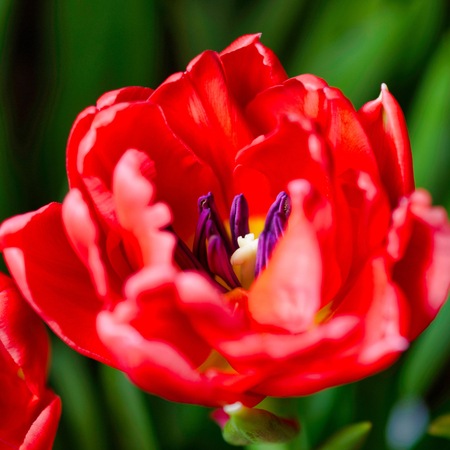 Fully bloomed red tulip, petals of a close up tulip, in the middle of the photo is the stamens. Selective focus. Square. Close-up.の写真素材