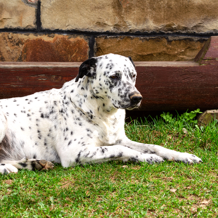 Dalmatian dog lying and resting down on the grass on a sunny day in the yard. Outdoors portrait of serious dalmatian dog. Square. Close-up.の写真素材