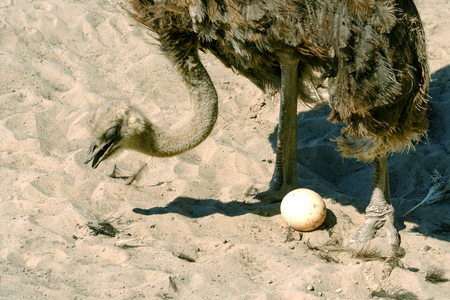 Domesticated wild african ostrich (struthio camelus) in an aviary on a ostrich farm guards his egg. Wild ostriches on a bird farm. Outdoors.の写真素材