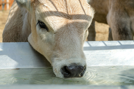 Head of calf who drinks water from trough or tank on farm. Portrait of muzzle. Close-up.の写真素材