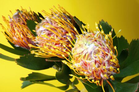 Bouquet of three Leucospermum flowers (Leucospermum cordifolium) with green leaves on a yellow background. Selective focus. Close-up.の写真素材