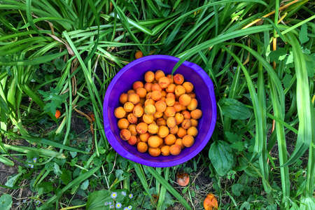 Plastic blue basin filled with ripe juicy apricots in grass at meadow or backyard. Summer harvest concept. Top view. Flat lay. Close-up. Outdoors.の写真素材