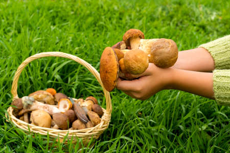 Various raw mushrooms in a wicker basket on the grass. The knife is in the basket. Porcini mushrooms, birch mushroom, orange-cap boletus mushroom. The hands of a girl in a green sweater hold a handful of mushrooms. Focus on mushrooms in hands. Selective focus.の写真素材