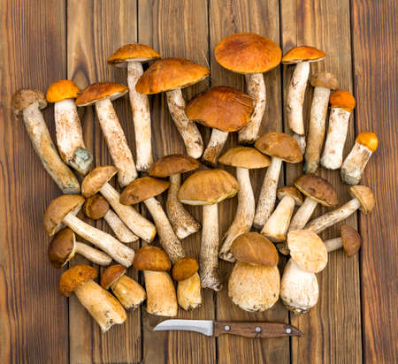 Autumn fall composition. Various raw edible boletus mushrooms leccinum on rustic table with knife. Ceps over wooden dark background. Cooking delicious organic mushroom gourmet food. Flat lay top viewの写真素材
