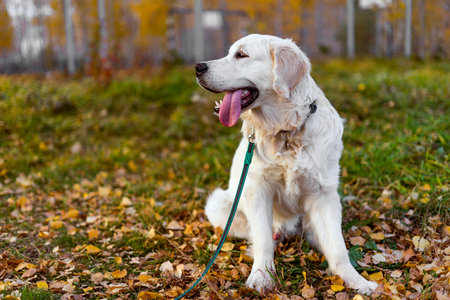 A male Golden Retriever puppy sits on a lawn in an autumn forest. Autumn, fallen leaves. The puppy...