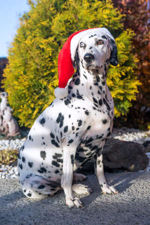 Adult Dalmatian dog in a Santa hat. Dalmatian with heterochromia of the eyes. Outdoor portrait of a purebred dog. A dog with a mottled color. Merry Christmas and Happy New Year.の写真素材