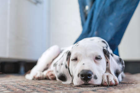 Sleeping dog . Pet at home.Cute portrait of dalmatian puppy sleeping at the feet of the owner. Small dalmatian Puppy. Shallow depth of field. Focus on his eyes.の写真素材