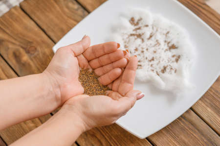 Home gardening. Woman holds arugula seeds in her palms. Preparation for planting arugula seeds on a piece of cotton wool on a plate. Growing micro greens. Selective focus.の写真素材