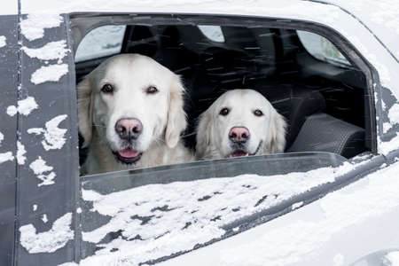 Two golden retrievers sit in a snow-covered car and look out the open window. A trip for a winter walk with your pets.の写真素材