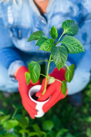 A Caucasian woman in a denim jumpsuit is planting in the garden. A plastic cup with a pepper sprout, ready for seedlings, in the hands of a woman. Spring seedlings. Plant care. Watering and transplanting vegetables. Focus on plant. Selective focus.の写真素材